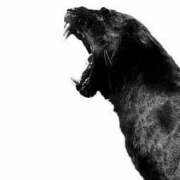 Meet your Posher, Jude - Picture 1 of 1